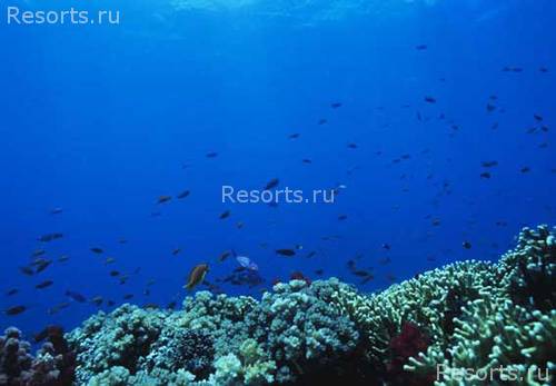 Royal Davui Island Resort 33